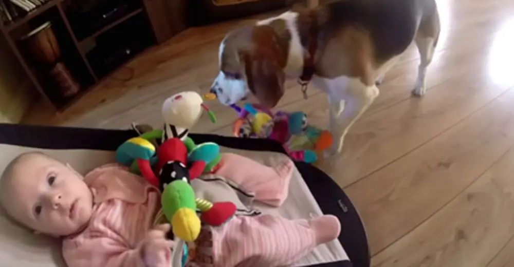 Dog Steals Toy From Baby And Makes Her Cry How He Apologizes Will Have Dog Steals Toy From Baby And Makes Her Cry How He Apologizes Will Have