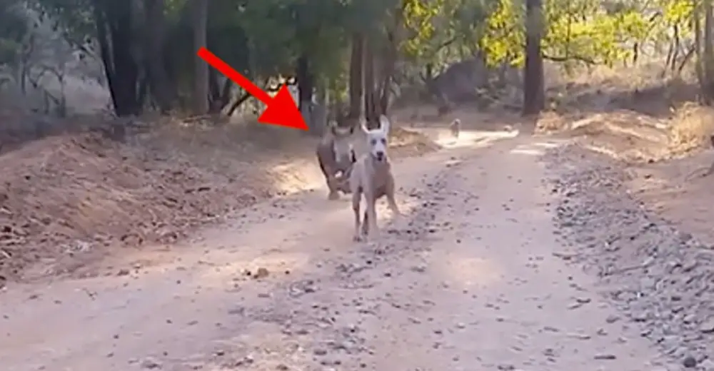 This Adorable Rhino Calf Thinks It’s A Dog And Even Answers To His