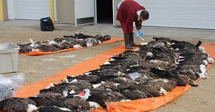 bald-eagle-ammunition-refuges