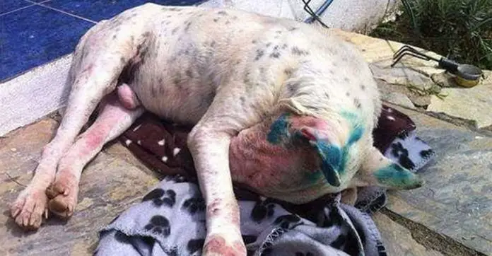 bull-terrier-rescue