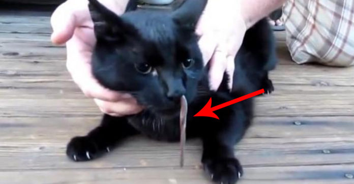 cat-snake-face