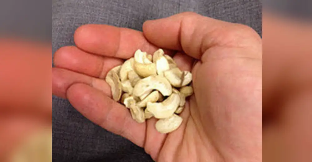 Do You Know How Cashews Are Grown? You Are Going To Be Surprised