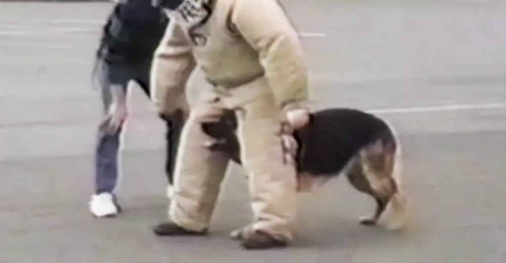 When This Dog Gets Bored Of Police Training He Does The Funniest Thing