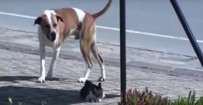 injured-cat-dog