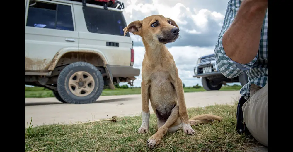 Paralyzed Puppy Drags Her Legs For Miles Looking For Help Relay Hero