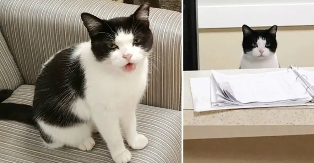 Stray Cat Gets 'Employed' After Wandering Into A Nursing Home! Relay Hero