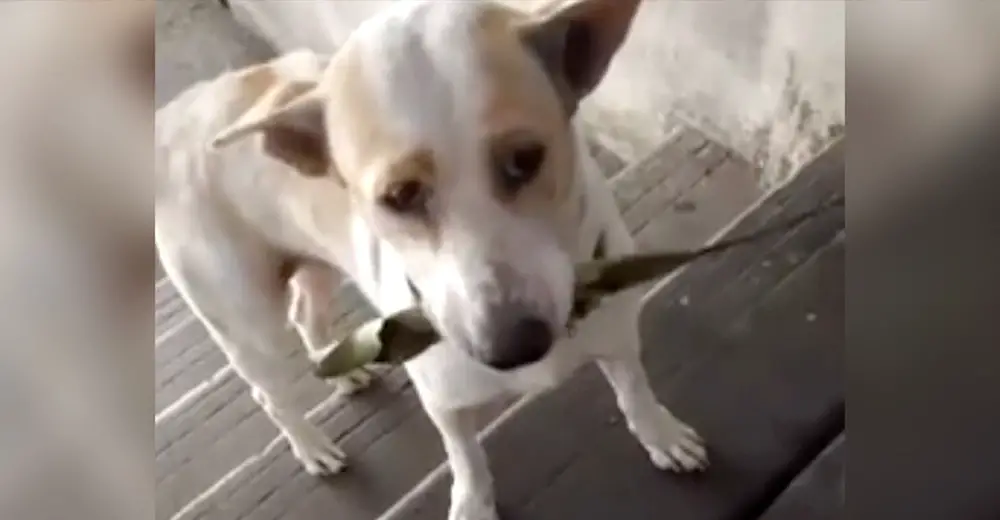 Stray Dog Brings Gift For The Woman Who Feeds Him To Show His