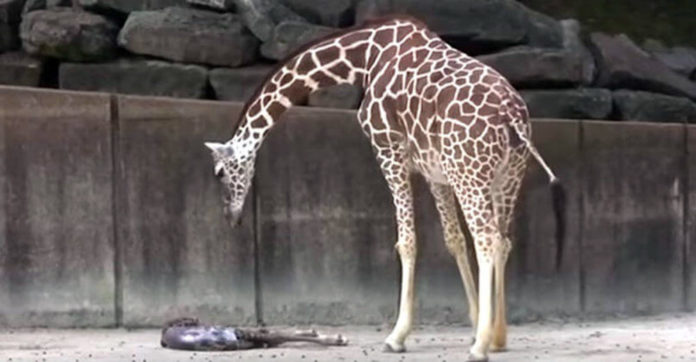 Image result for Mama giraffe waits for her exhausted newborn baby to show any signs of life
