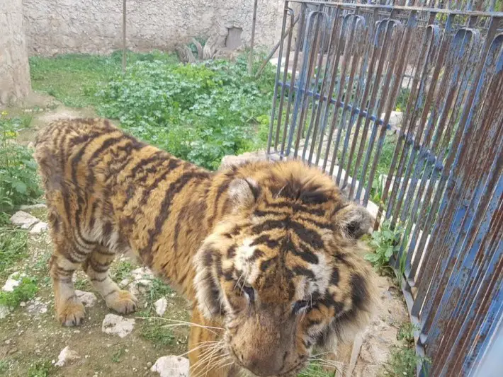animals trapped in zoo