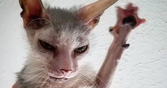ugly stuffed cat