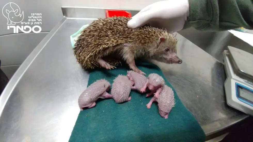 hedgehog mother