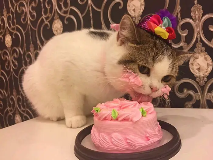 cat and birthday cake