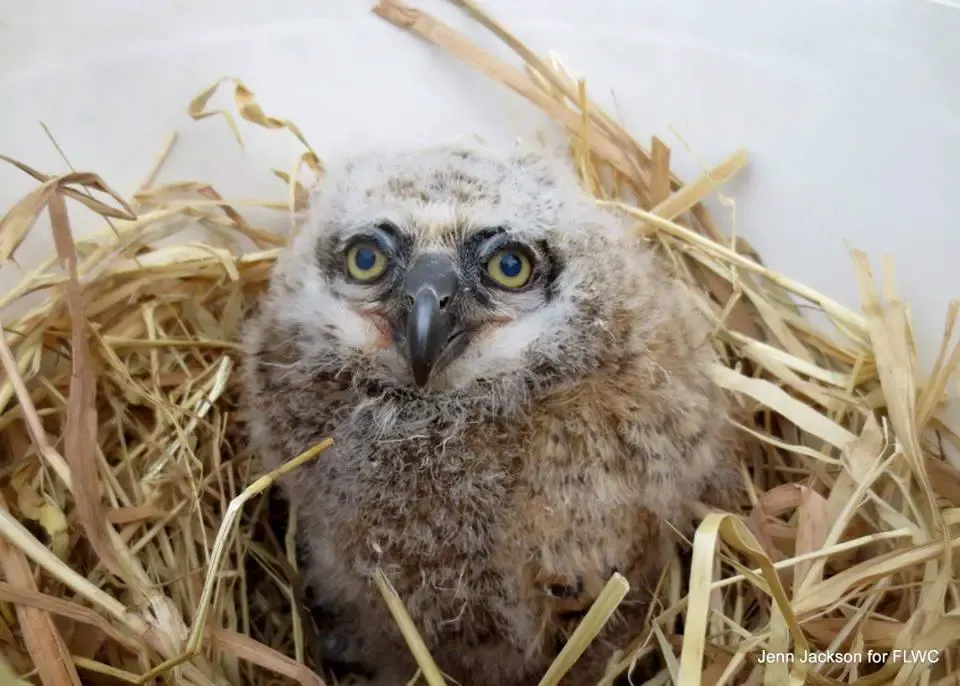 baby owl