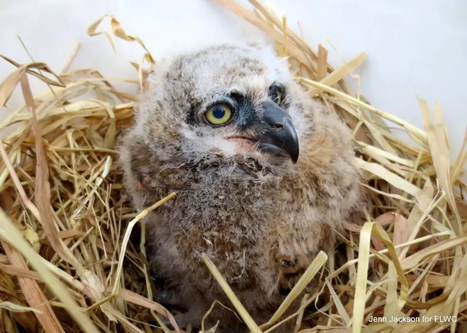 baby owl