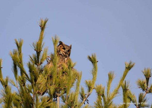 People Find This Strange Baby Animal In The Woods — And Come Up With A