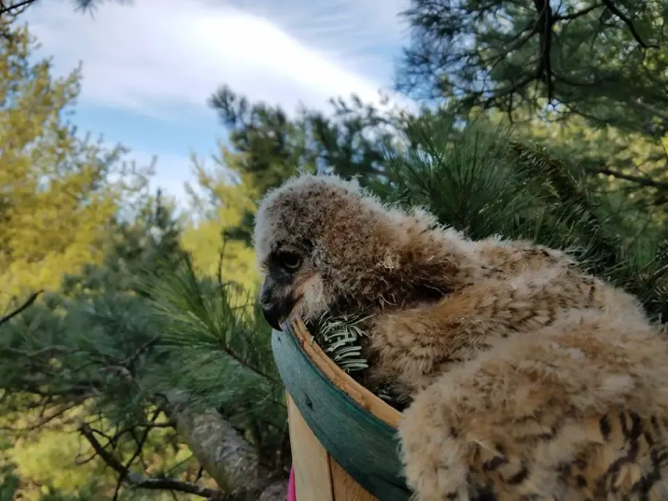 baby owl