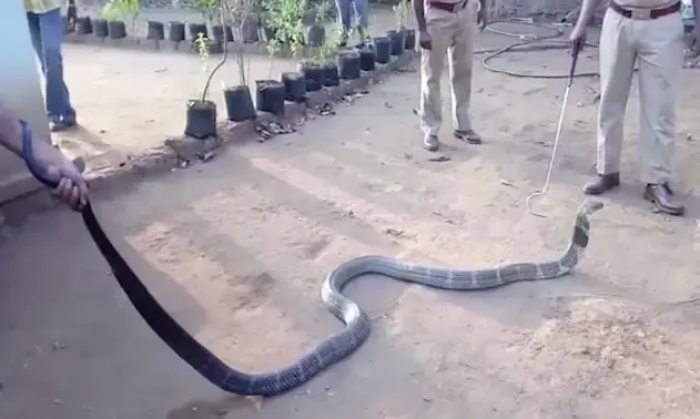 thirsty king cobra