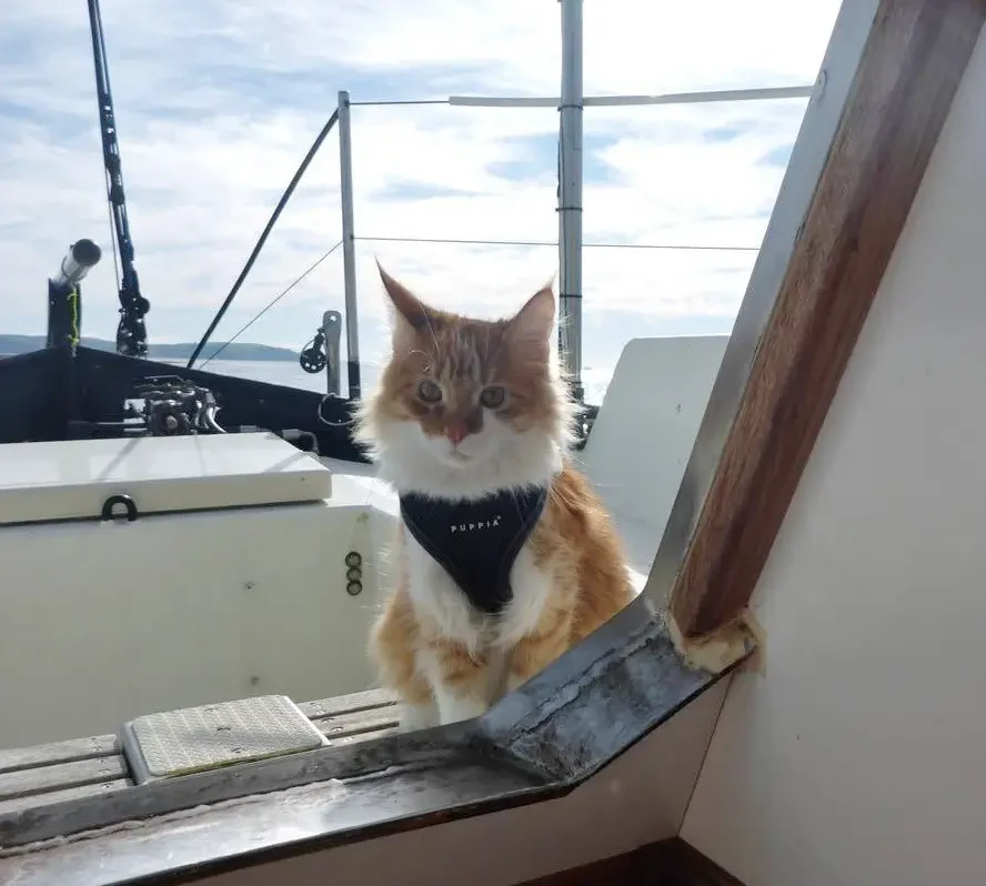 cat and sailor