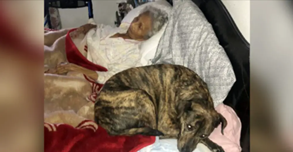 God S Dogs Rescue San Antonio God S Dogs Rescue San Antonio