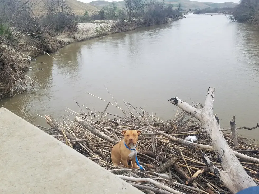 pit bull stranded