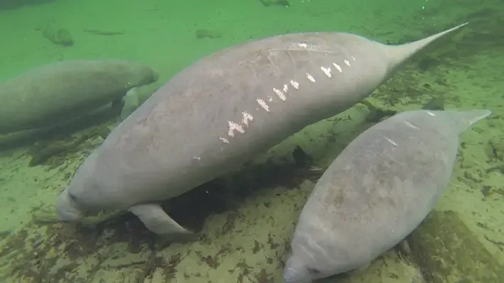 manatees and boats