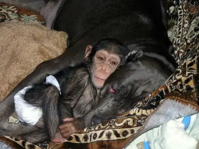 dog adopts chimp