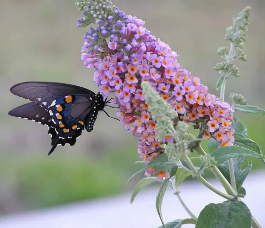 butterfly garden