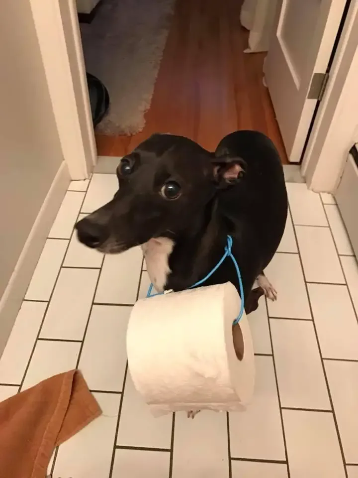 toilet paper