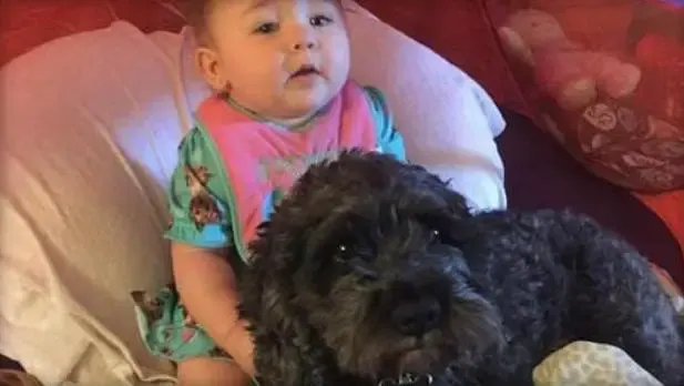 dog saves baby