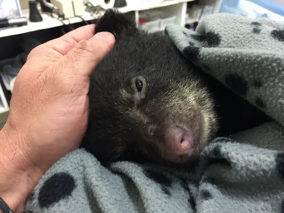 dying baby bear