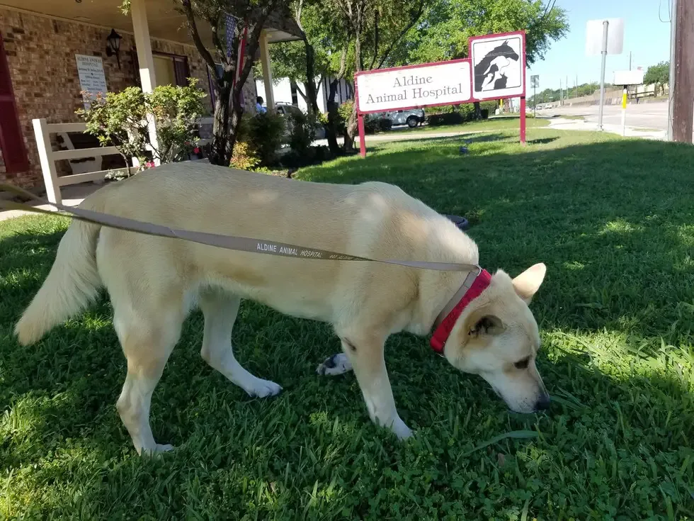 dog surrendered