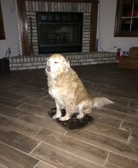 dog and tiny bed