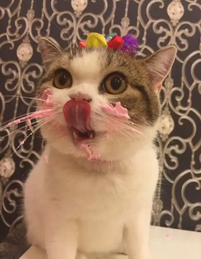 cat and birthday cake