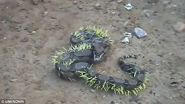 snake eats porcupine