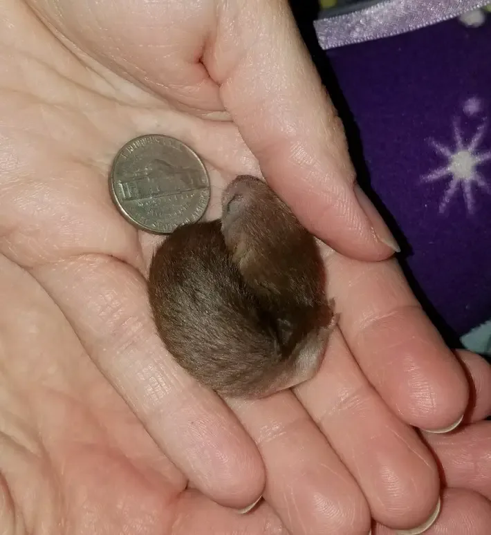 weasel babies