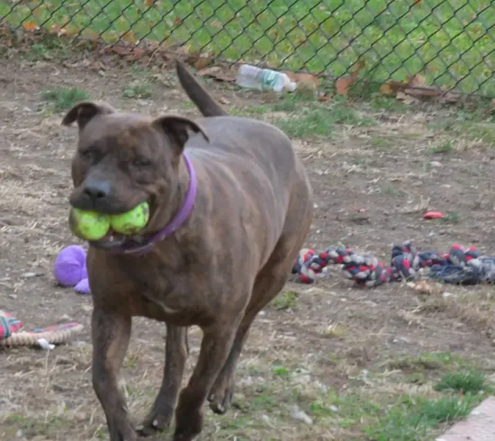 shelter dog