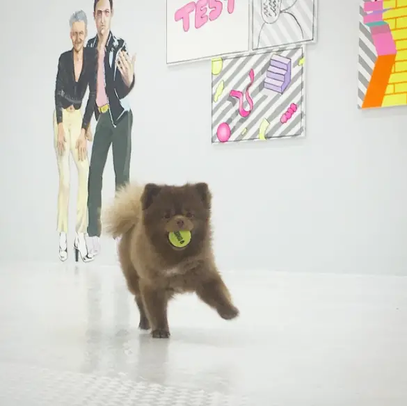 dog in art gallery