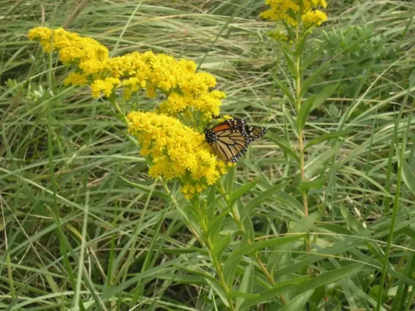 butterfly garden