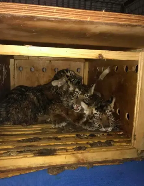 tigers in a box