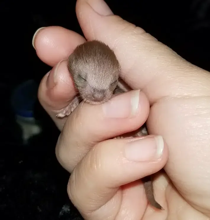 weasel babies