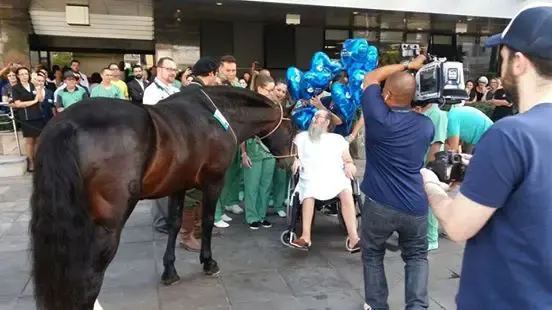 horse saves man