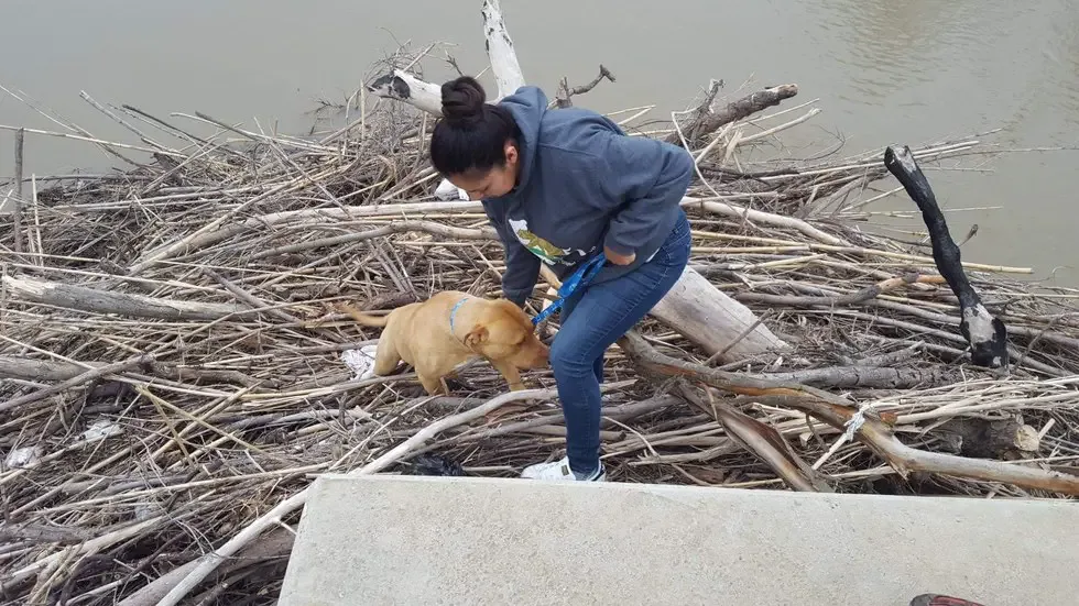 pit bull stranded