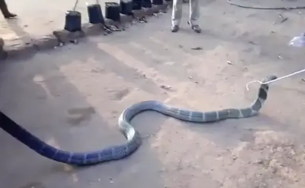 thirsty king cobra