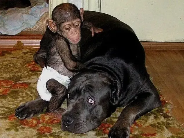 dog adopts chimp