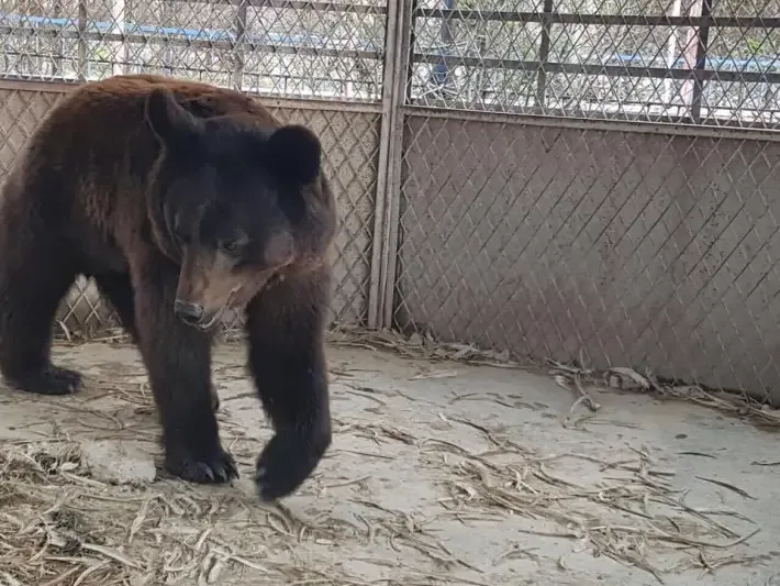 animals trapped in zoo