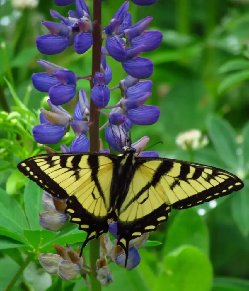 butterfly garden