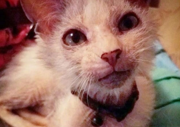 cat deemed ugly