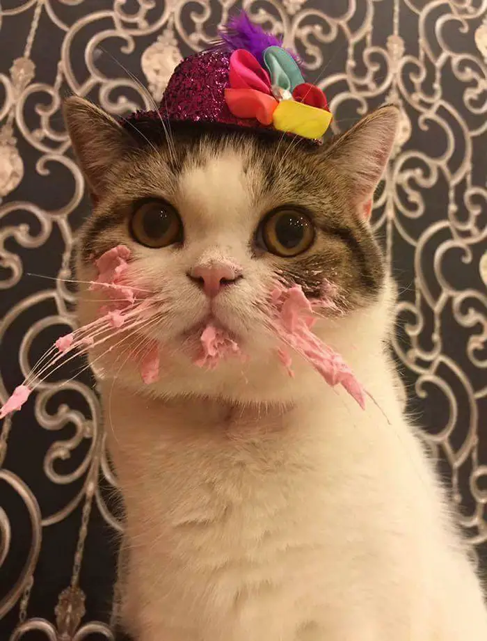 cat and birthday cake