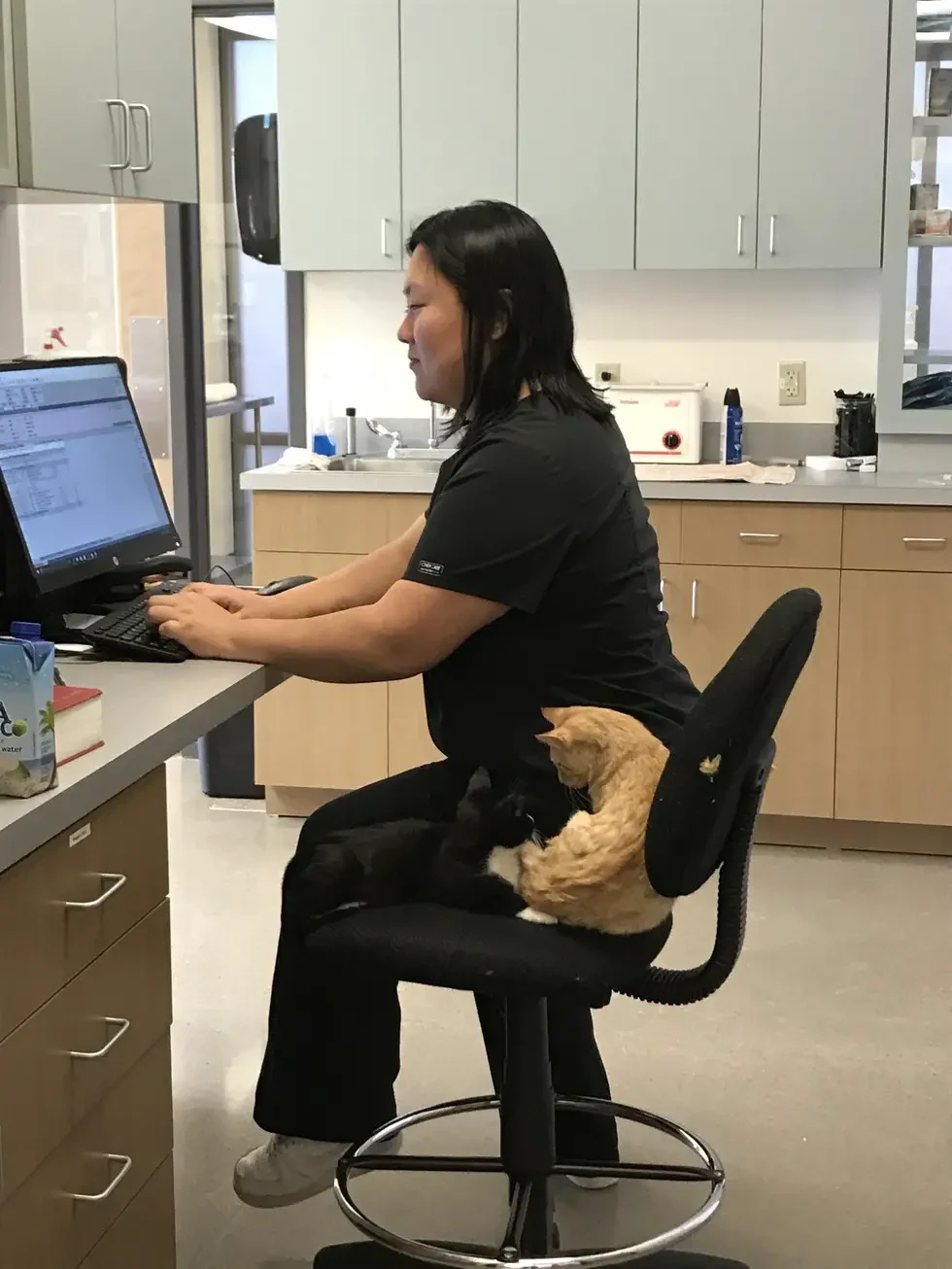 cat at the vet