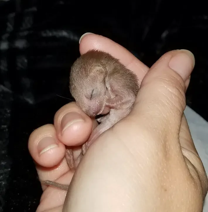 weasel babies
